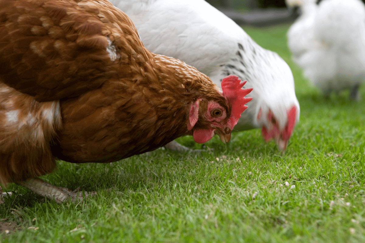 Alimentation des poules  les clés pour optimiser la ponte et obtenir des œufs de qualité
