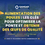 Alimentation des poules les clés pour optimiser la ponte et obtenir des œufs de qualité