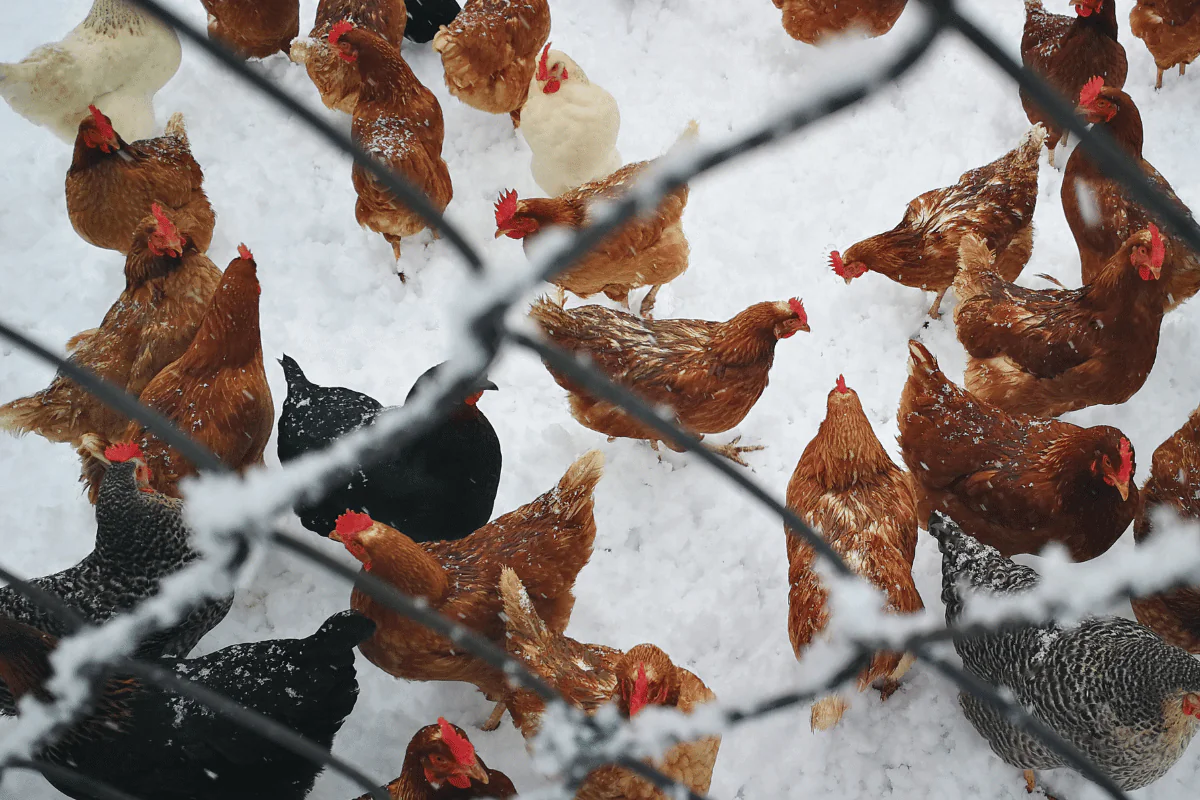 Défis saisonniers en élevage de poules : comment les surmonter pour un poulailler épanoui